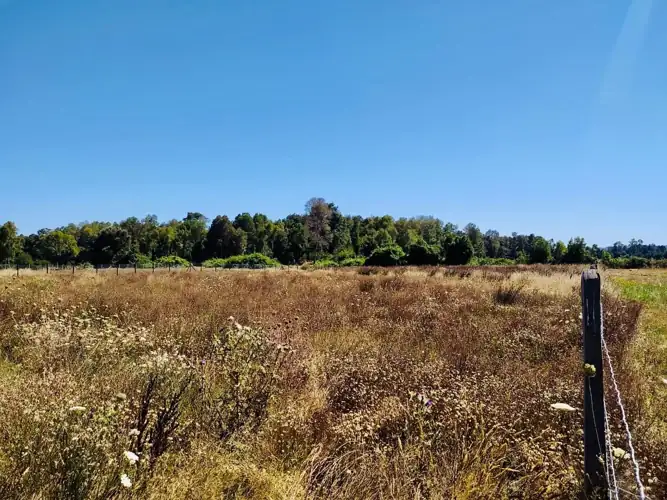 Imagen de Vendemos hermosa Parcela en Freire