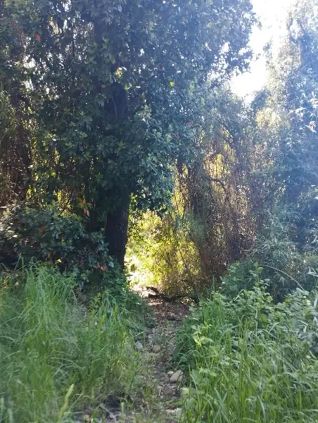 Imagen de Vendemos parcela en Sector Millahuín Bajo