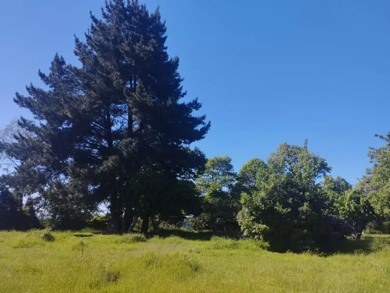 Imagen de Vendemos parcela en Sector Millahuín Bajo