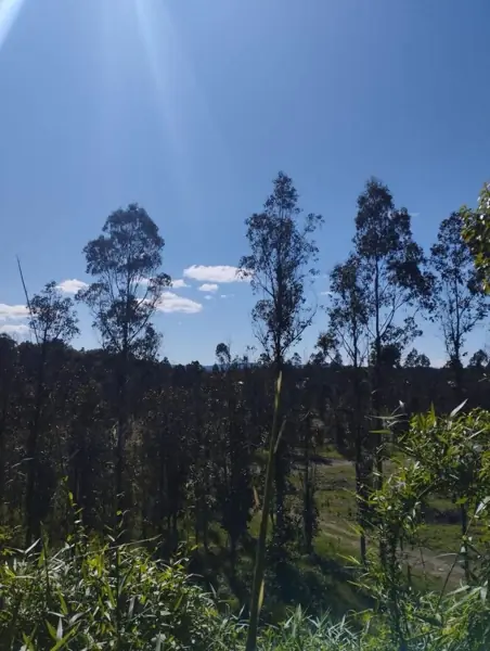 Imagen de Vendemos parcela en Sector Millahuín Bajo