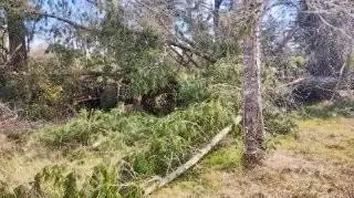 Imagen de Parcela en Venta camino a Villarrica